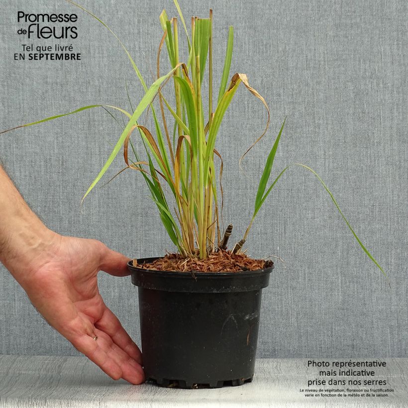 Ejemplar de Molinia Transparent - Boja Maceta 2L/3L entregado en otoño