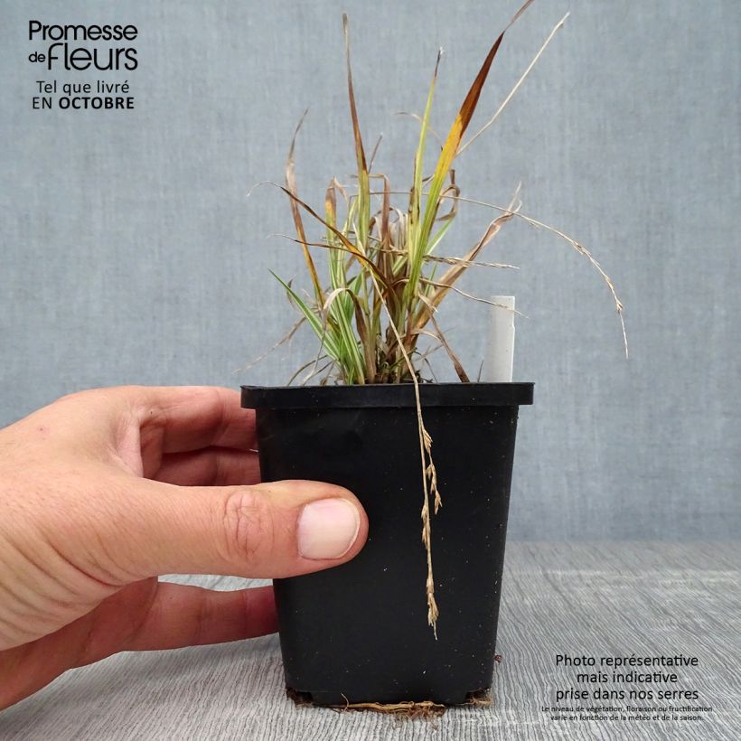 Ejemplar de Molinia Variegata - Boja Maceta de 8/9 cm entregado en otoño