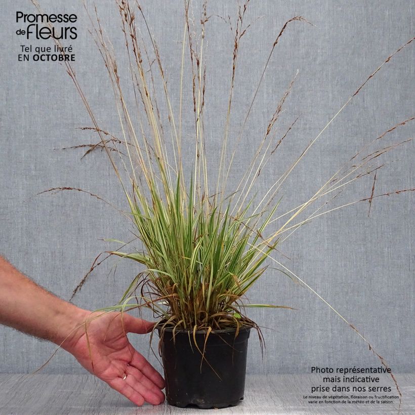 Ejemplar de Molinia Variegata - Boja Maceta 2L/3L entregado en otoño