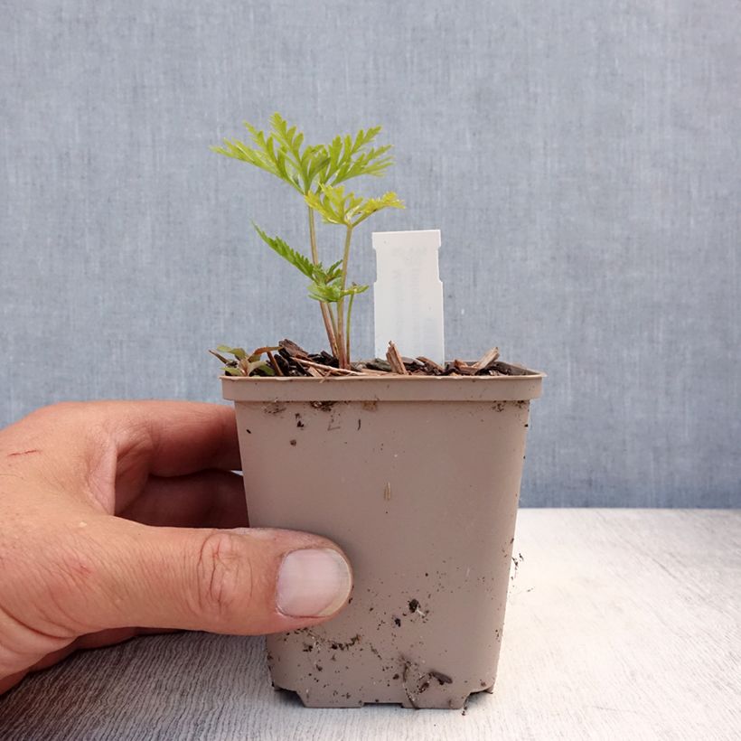 Ejemplar de Molopospermum peloponnesiacum - Coscoll Maceta de 8/9 cm entregado en verano