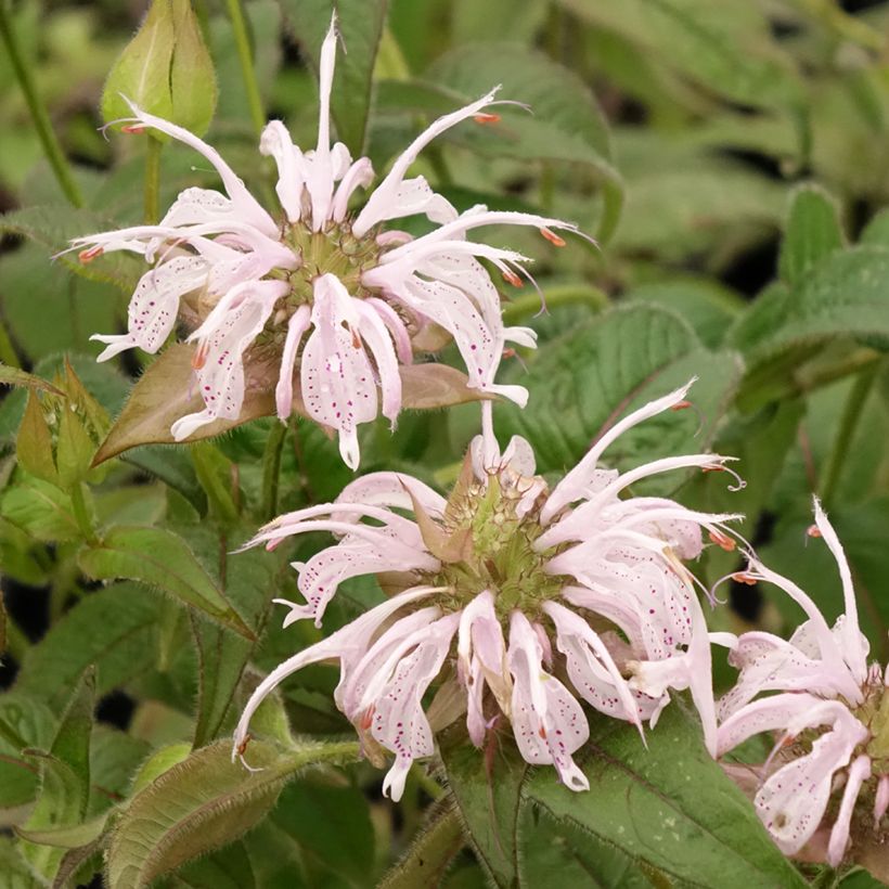 Ortiga de Russel - Monarda bradburiana (Floración)