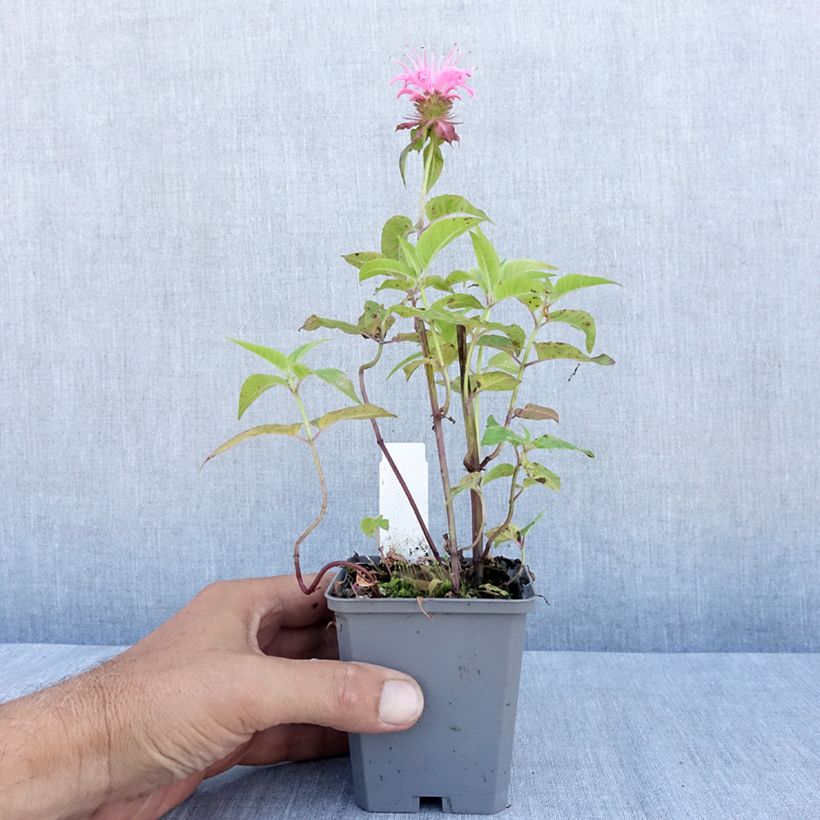 Ejemplar de Bergamota silvestre Croftway Pink Maceta de 8/9 cm entregado en verano