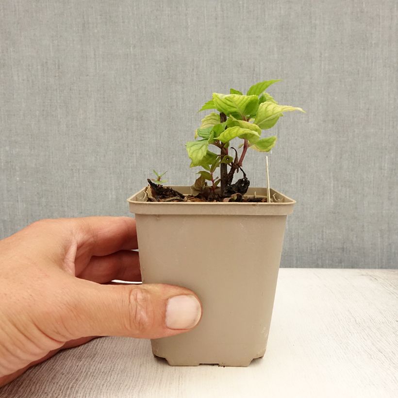 Ejemplar de Bergamota silvestre Fireball Maceta de 8/9 cm entregado en verano