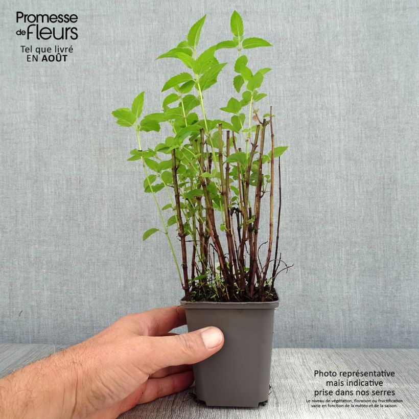 Ejemplar de Bergamota silvestre - Monarda fistulosa subsp.menthifolia Maceta de 8/9 cm entregado en verano