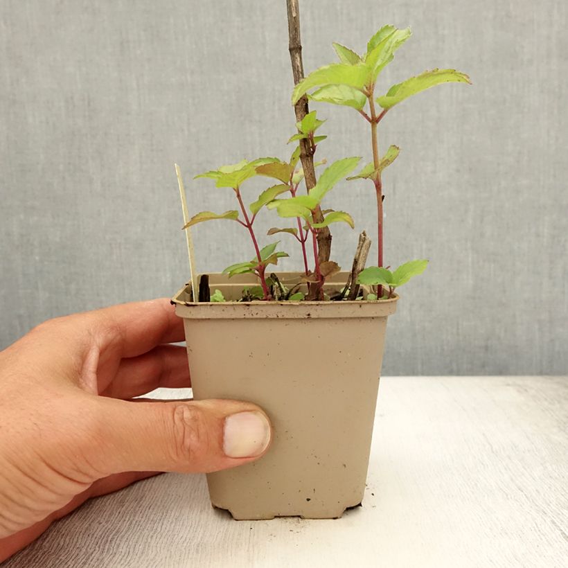 Ejemplar de Bergamota silvestre Heidelerche Maceta de 8/9 cm entregado en verano
