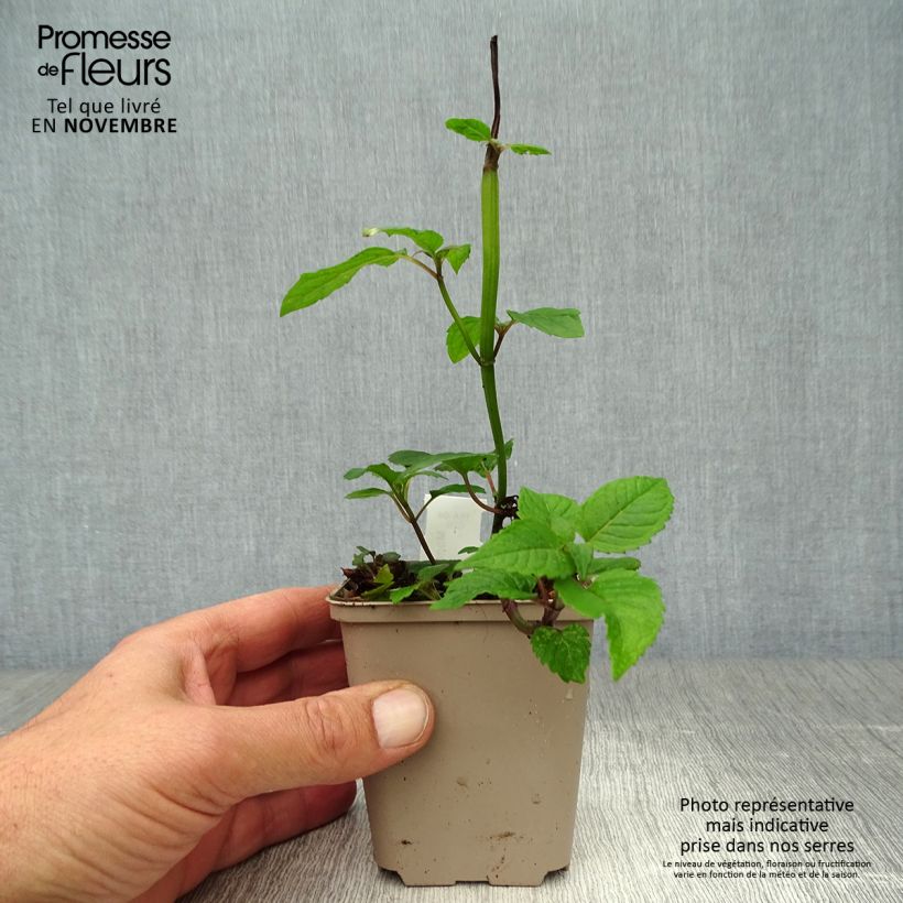 Ejemplar de Bergamota silvestre Jacob Cline Maceta de 8/9 cm entregado en otoño