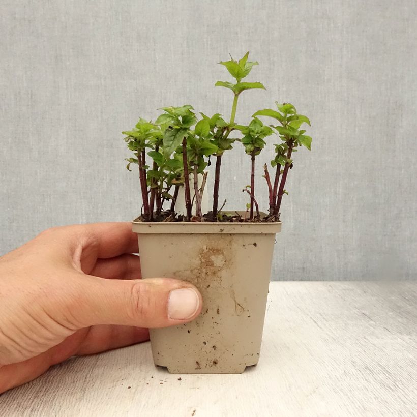 Ejemplar de Bergamota silvestre Petite Delight Maceta de 8/9 cm entregado en verano