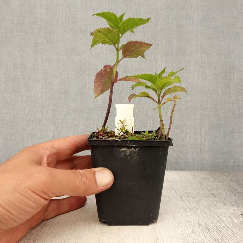 Ejemplar de Monarda Pink Lace - Bergamota silvestre Maceta de 8/9 cm entregado en verano