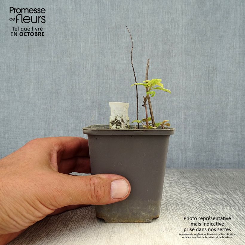 Ejemplar de Bergamota silvestre Prärienacht Maceta de 8/9 cm entregado en otoño