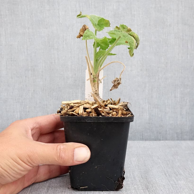 Ejemplar de Lunaria annua Alba - Monedas del Papa Maceta de 8/9 cm entregado en verano