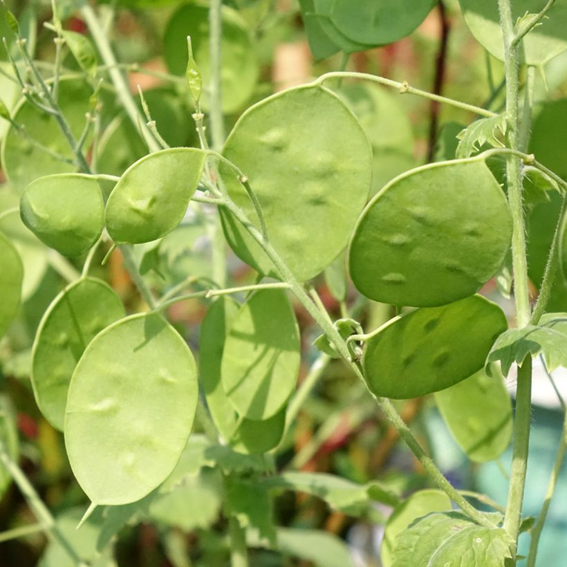 Lunaria annua Alba - Monedas del Papa (Follaje)