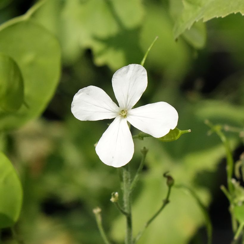 Lunaria annua Alba - Monedas del Papa (Floración)