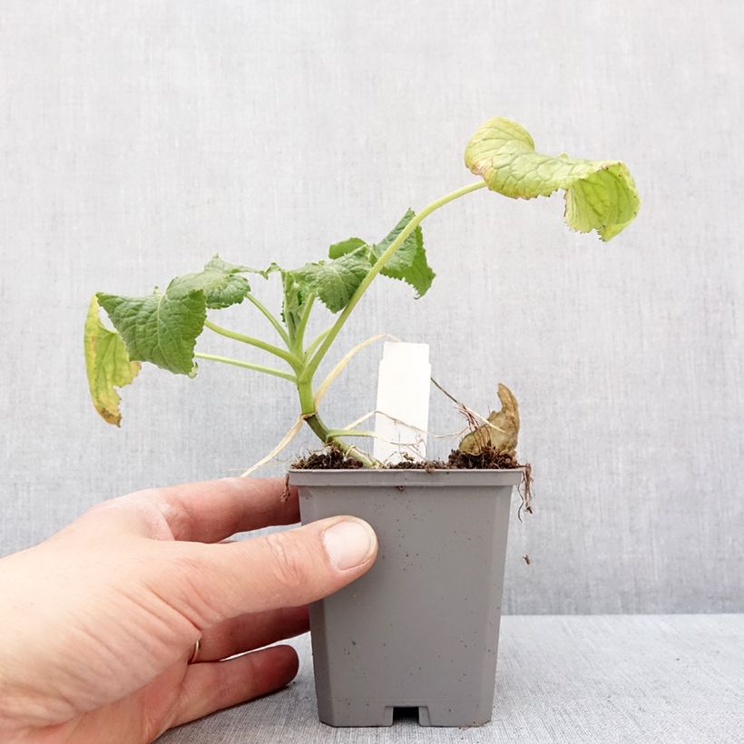 Lunaria annua Alba - Monedas del Papa Maceta de 8/9 cm Ejemplar entregado en invierno