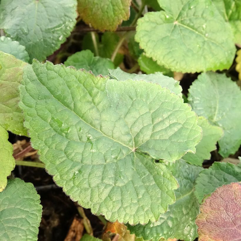 Lunaria annua - Monedas del Papa (Follaje)