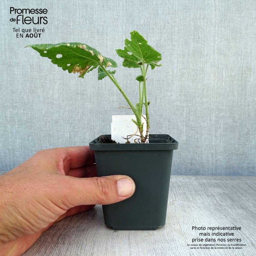 Ejemplar de Lunaria annua - Monedas del Papa Maceta de 8/9 cm entregado en verano