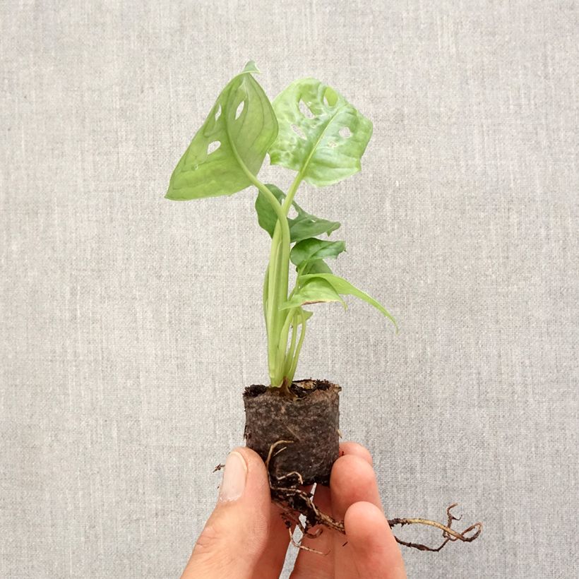 Monstera adansonii Mini-plante Ejemplar entregado en la primavera