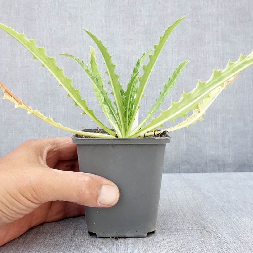 Ejemplar de Morina longifolia Maceta de 8/9 cm entregado en verano