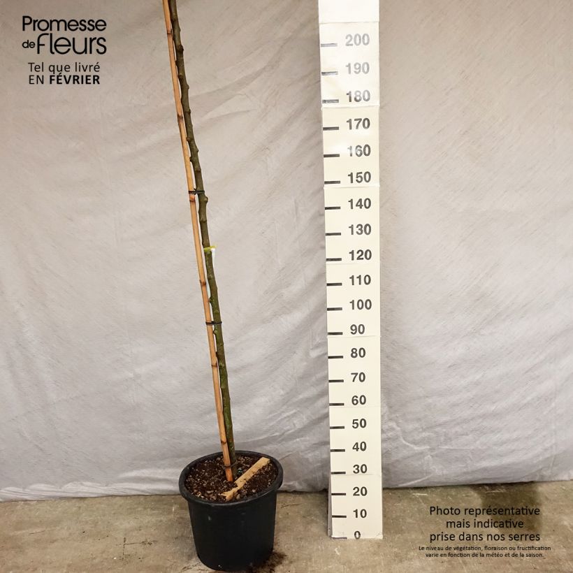 Ejemplar de Morus alba Fruitless - Morera blanca sin frutos Maceta 18L/20LAltura de entrega aprox. 350cm entregado en verano