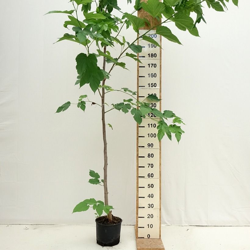 Ejemplar de Morus alba Fruitless - Morera blanca sin frutos Maceta 7,5L/10L entregado en verano