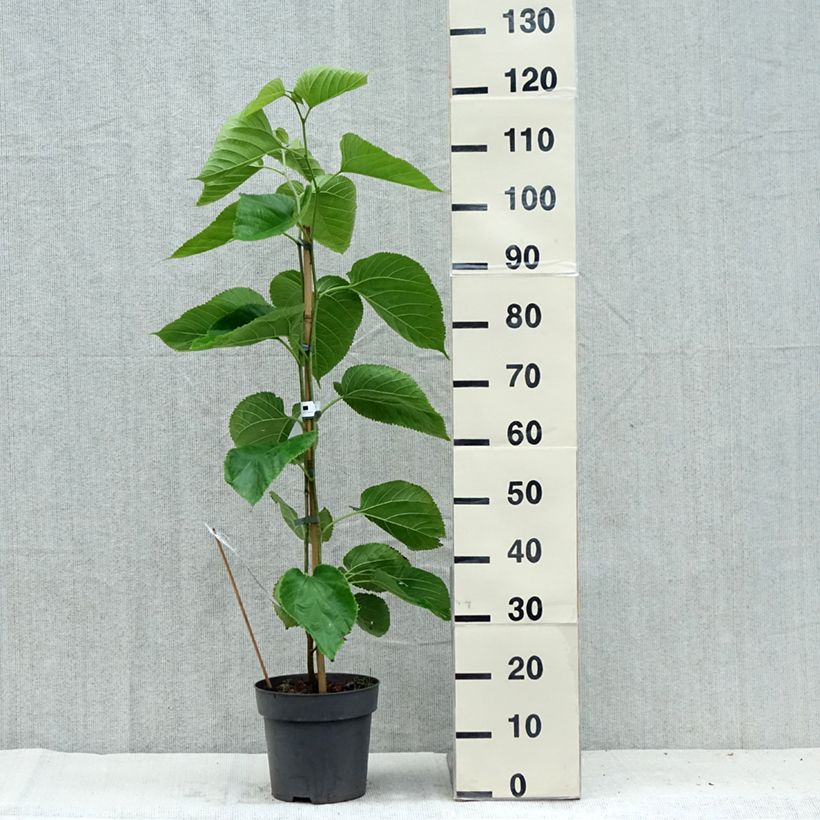 Ejemplar de Morus alba Giant Fruit - Morera blanca Maceta 3L/4LAltura de entrega aprox. 30/40cm entregado en verano