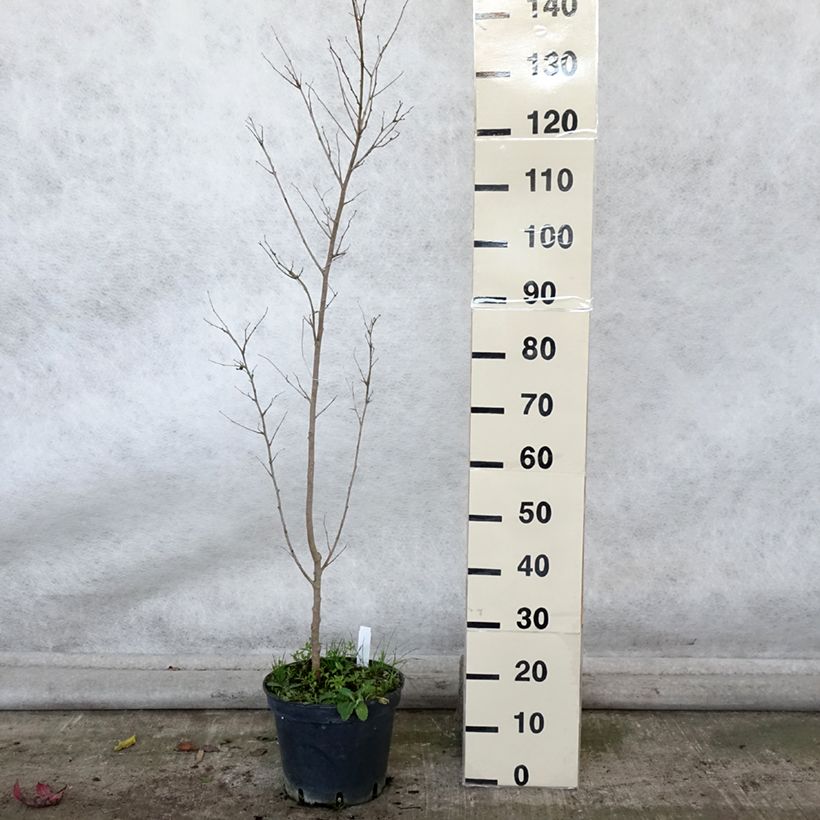 Ejemplar de Morus alba - Morera blanca Maceta 7,5L/10L entregado en otoño