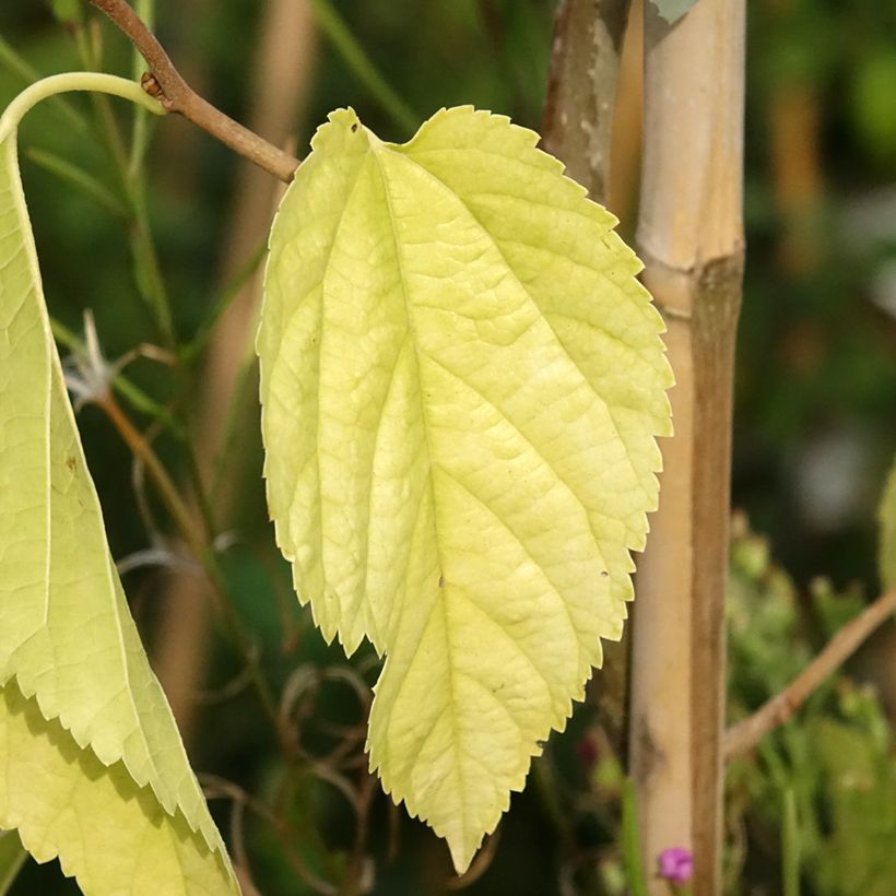 Morera Spirata - Morus alba var. latifolia (Follaje)