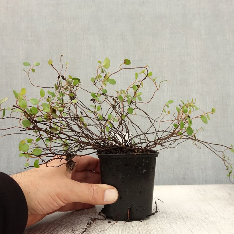 Ejemplar de Muehlenbeckia complexa - Enredadera de alambre Maceta de 8/9 cm entregado en otoño