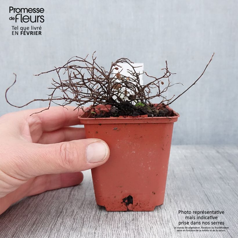Muehlenbeckia complexa Golden Girl - Enredadera de alambre Maceta de 8/9 cm Ejemplar entregado en invierno