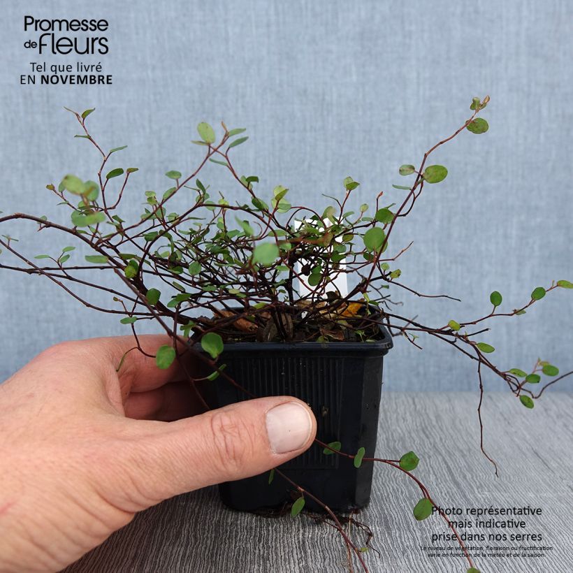 Ejemplar de Muehlenbeckia complexa Sealand Compact - Enredadera de alambre Maceta de 8/9 cm entregado en otoño