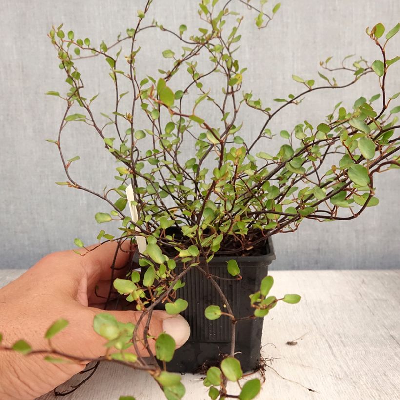 Ejemplar de Muehlenbeckia complexa Sealand Compact - Enredadera de alambre Maceta de 8/9 cm entregado en verano