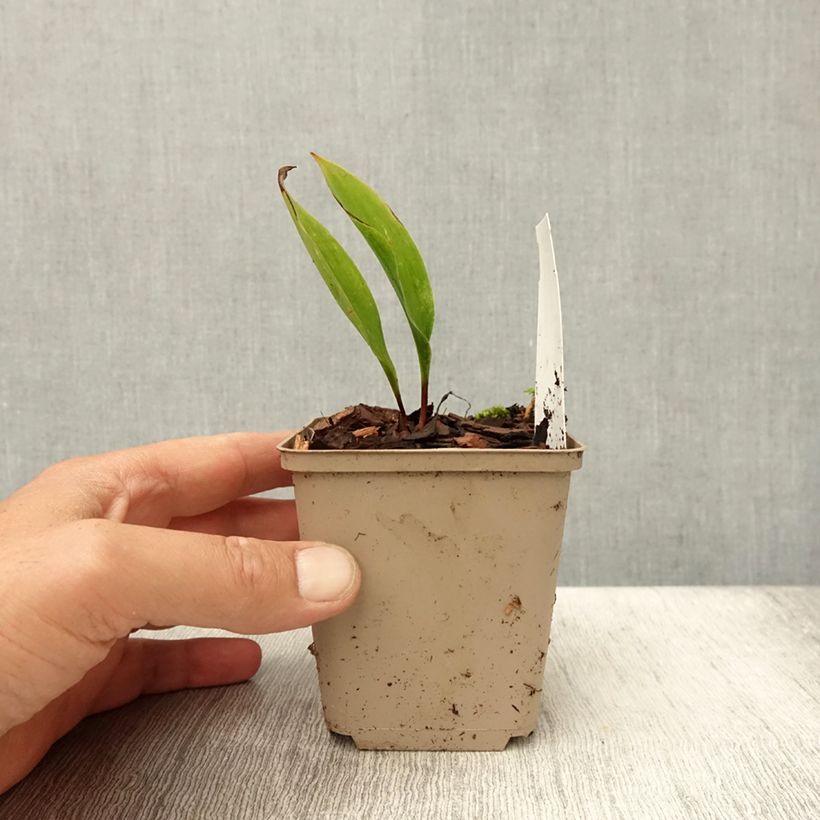 Ejemplar de Convallaria majalis Bordeaux - Lirio de los valles Maceta de 8/9 cm entregado en verano