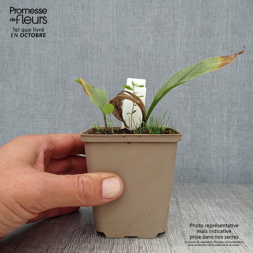 Ejemplar de Convallaria majalis Prolificans - Lirio de los valles Maceta de 8/9 cm entregado en otoño