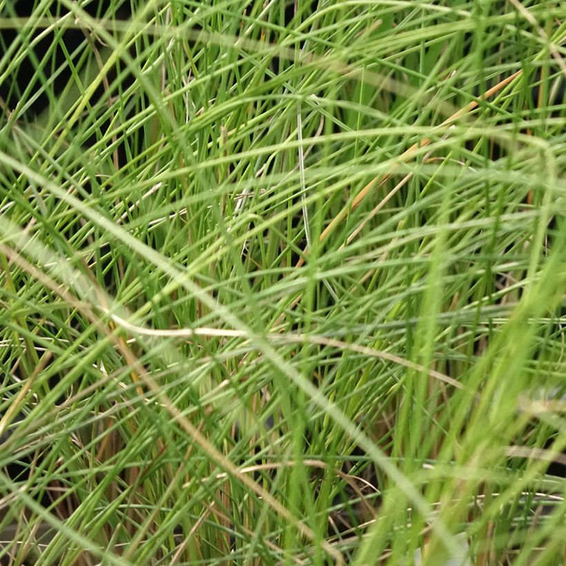 Muhlenbergia capillaris (Follaje)