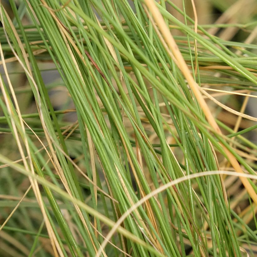 Muhlenbergia capillaris (Follaje)