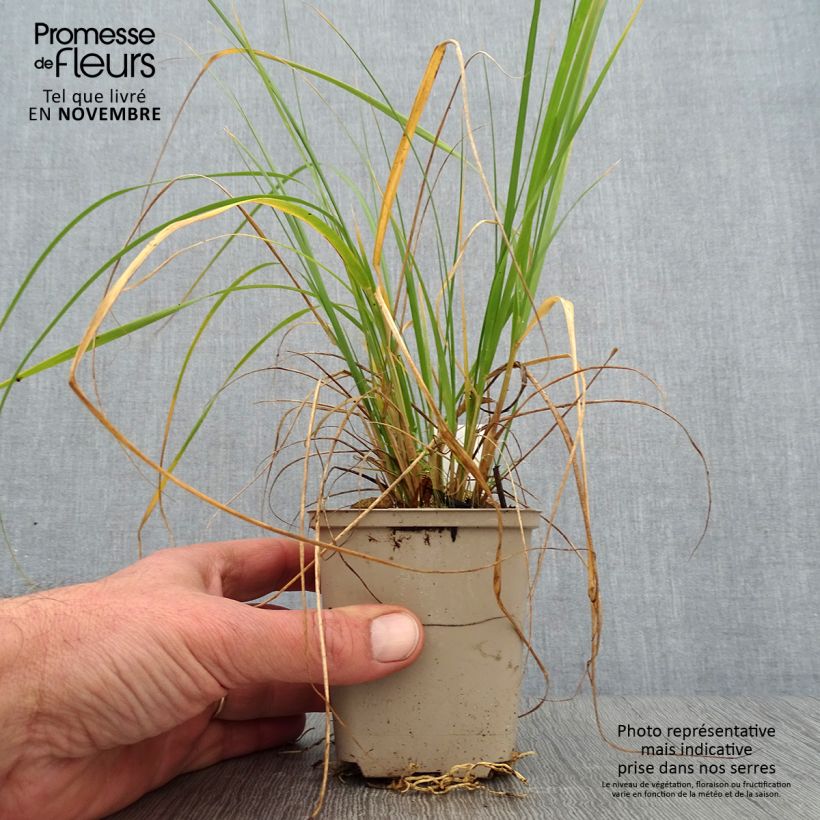 Ejemplar de Muhlenbergia rigens Maceta de 8/9 cm entregado en otoño