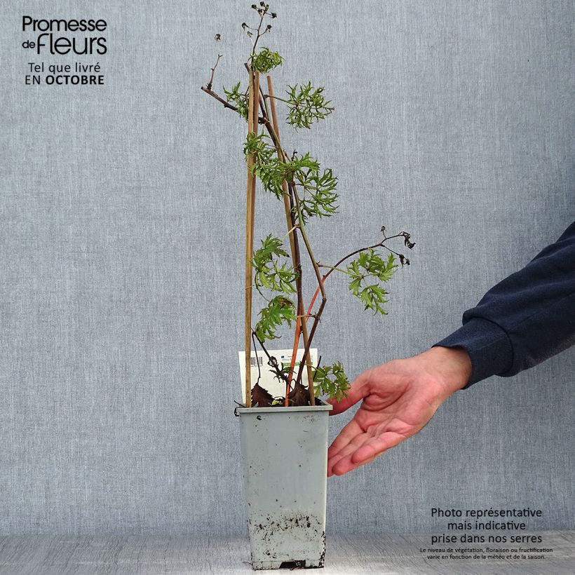 Ejemplar de Zarzamora Thornless Maceta 1,5L/2L, Formación arbustiva entregado en otoño