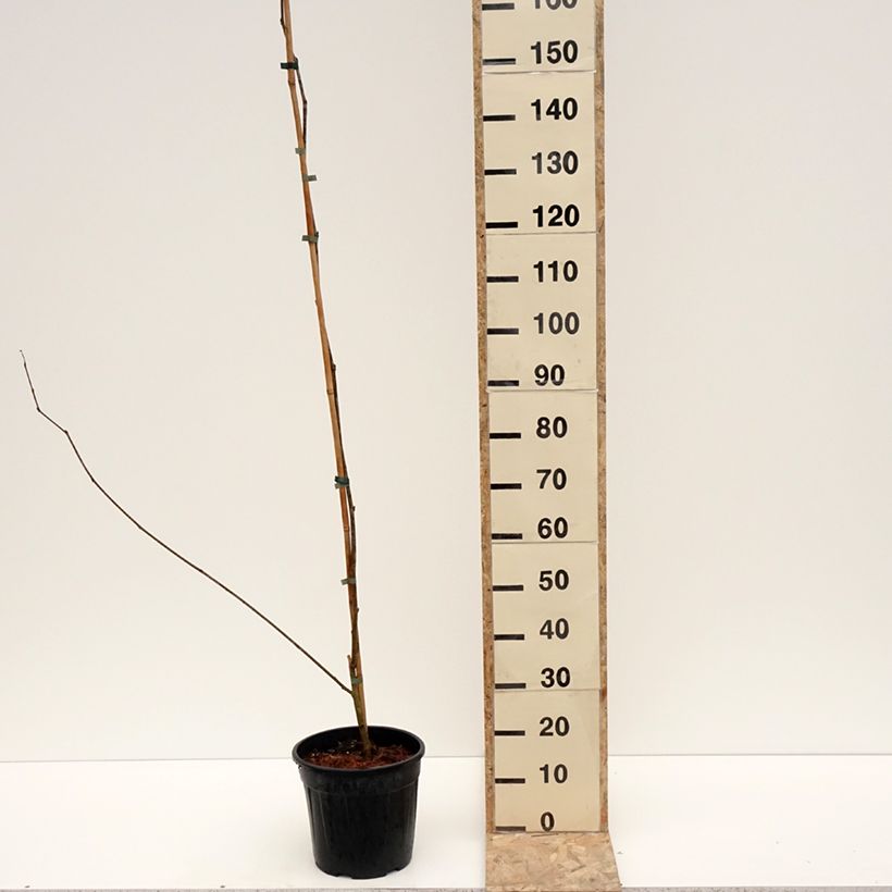 Morera King's White - Morus alba var. laevigata Maceta 6L/7L Ejemplar entregado en invierno