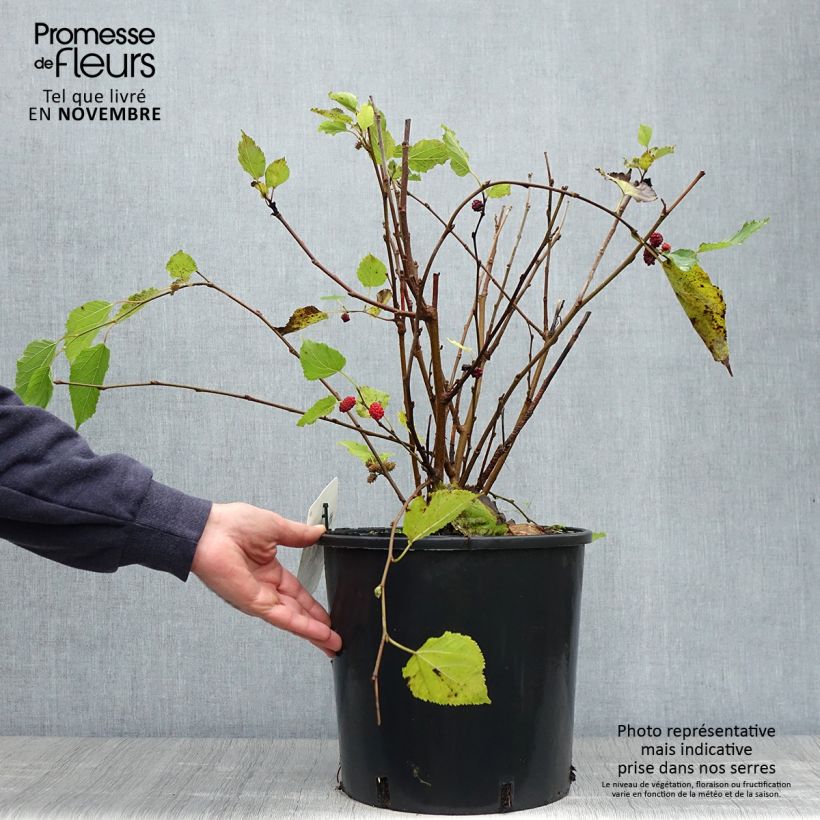 Ejemplar de Morera Bonbonberry Mojo Berry Maceta 12L/15L, Formación arbustiva entregado en otoño