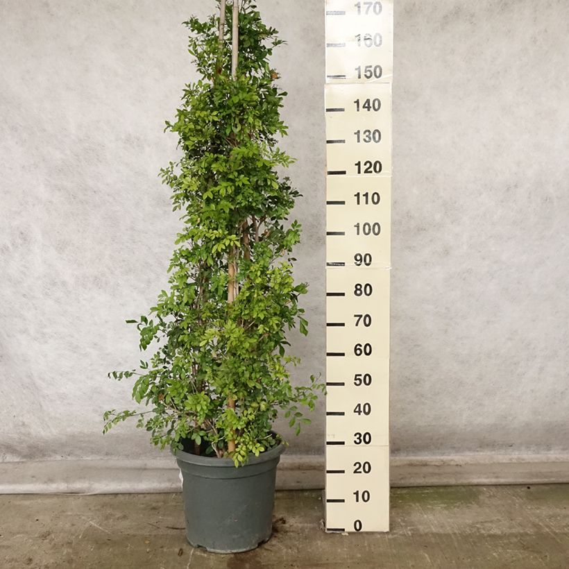 Ejemplar de Murraya paniculata - Naranjo jazmín Maceta 12L/15L entregado en otoño