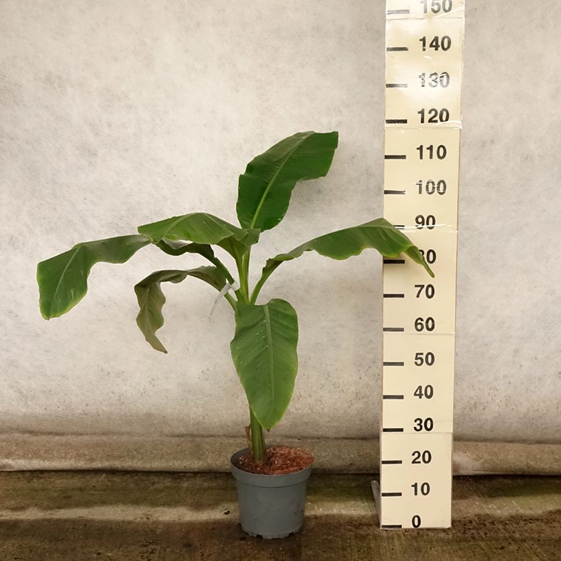 Ejemplar de Banana japonesa Dajiao Maceta 4L/5LAltura de entrega aprox. 80/90cm entregado en verano