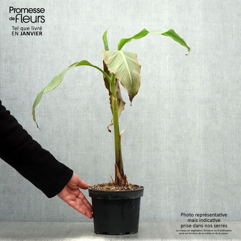 Musa basjoo Sakhalin - Platanera japonés Maceta 3L/4L Ejemplar entregado en invierno