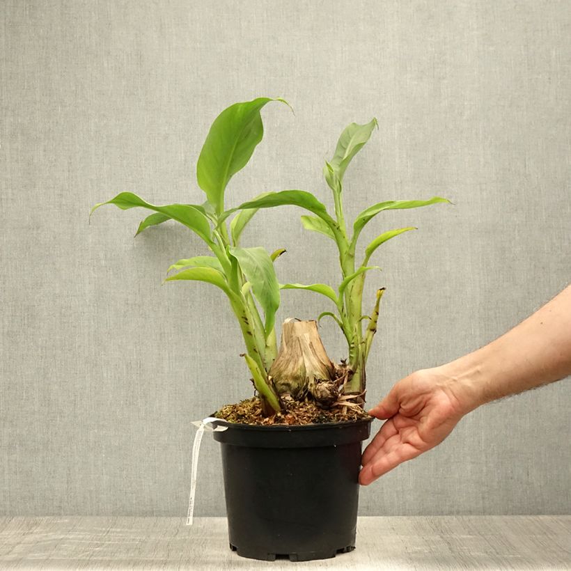 Ejemplar de Musa basjoo Sakhalin - Platanera japonés Maceta 4L/5L entregado en verano