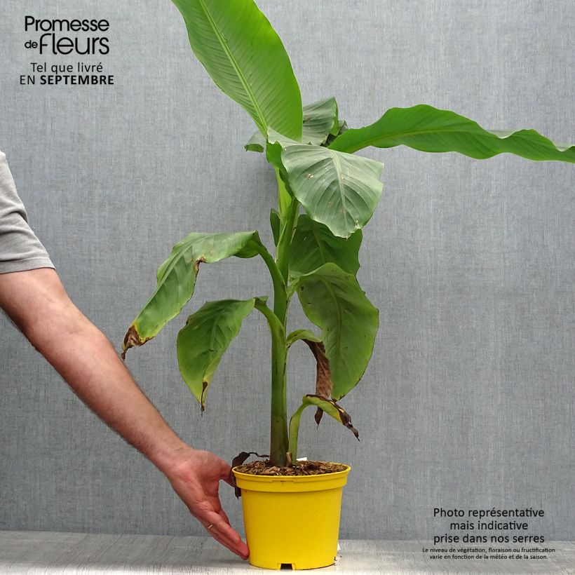 Ejemplar de Musa basjoo Tchetchenia - Platanera japonés Maceta 2L/3L entregado en otoño