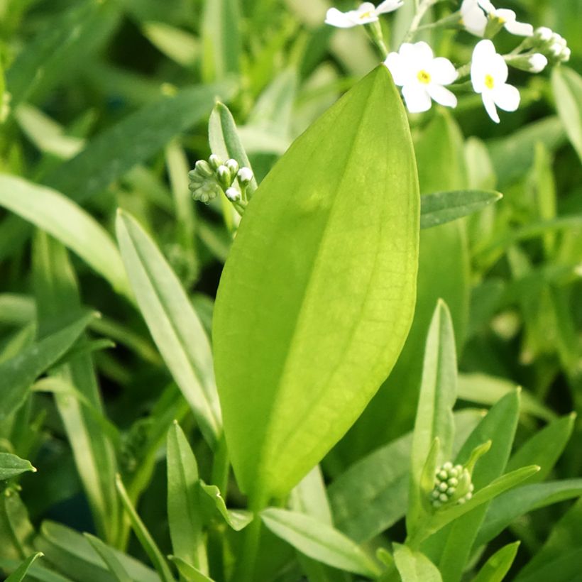 Myosotis scorpioides Alba - Nomeolvides de agua (Follaje)