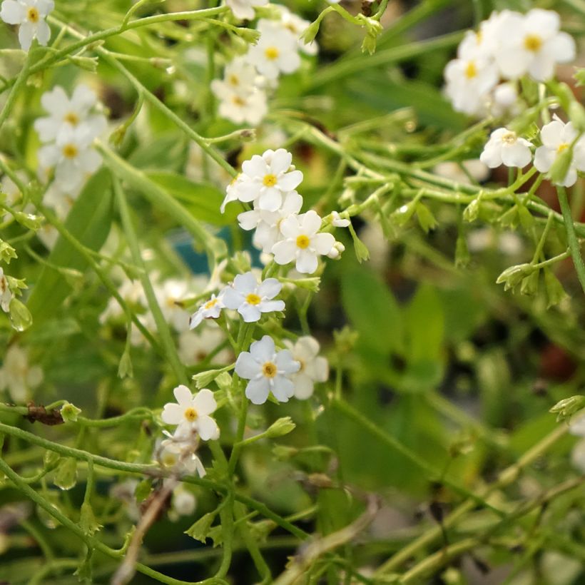 Myosotis scorpioides Alba - Nomeolvides de agua (Floración)