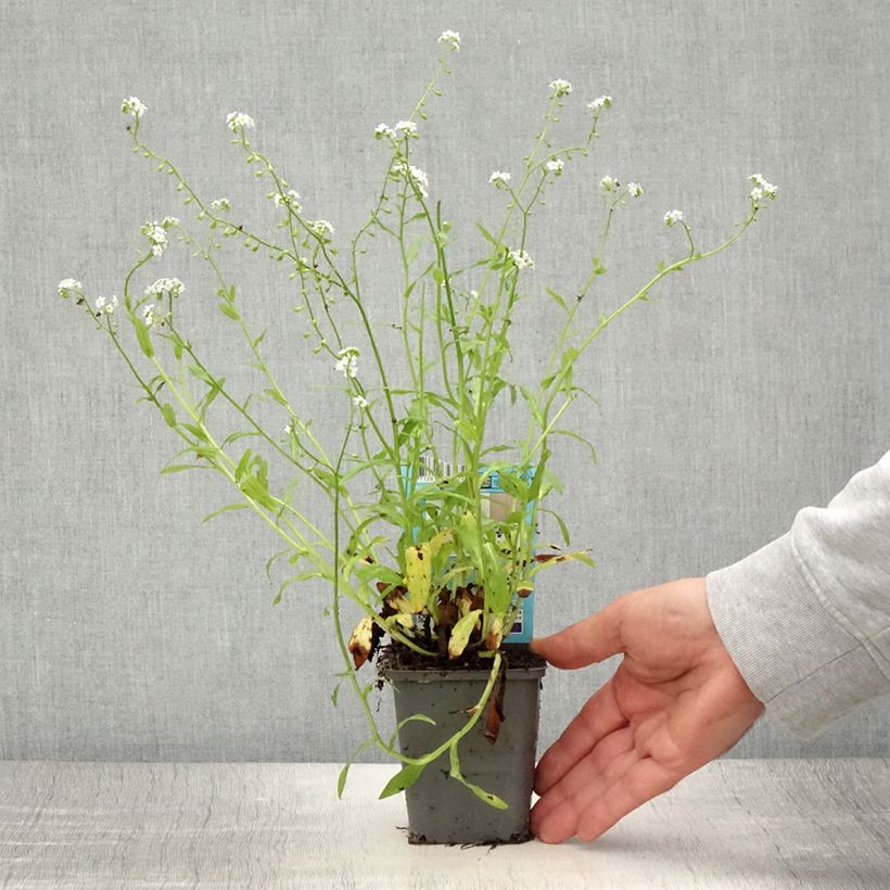 Ejemplar de Myosotis scorpioides Alba - Nomeolvides de agua Maceta de 8/9 cm entregado en verano