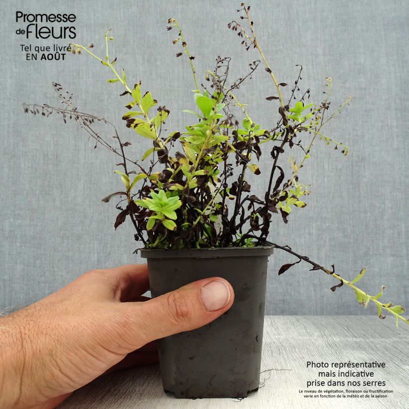 Ejemplar de Myosotis scorpioides - Nomeolvides de agua Maceta de 8/9 cm entregado en verano