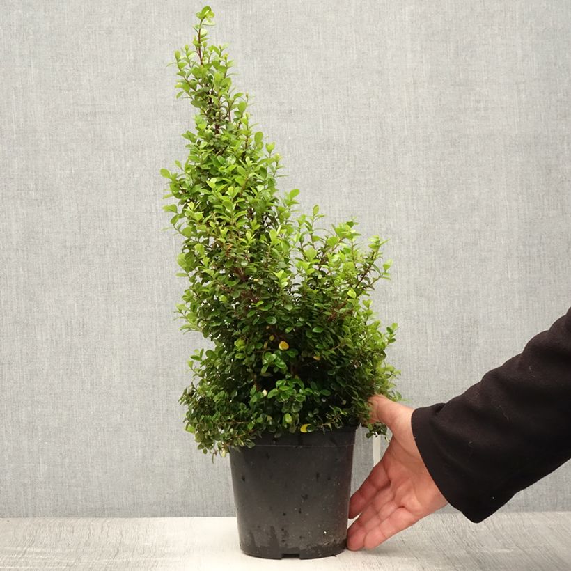 Ejemplar de Myrsine africana - Buis africain Pot de 2L/3L entregado en verano