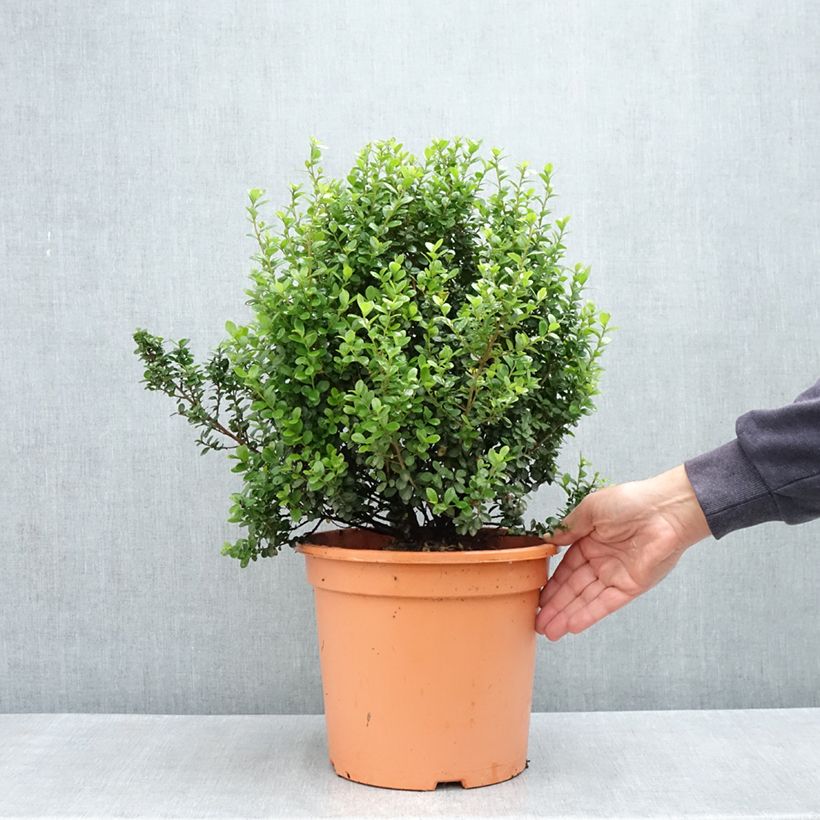 Myrsine africana - Buis africain - Pot de 7,5L/10L Ejemplar entregado en la primavera