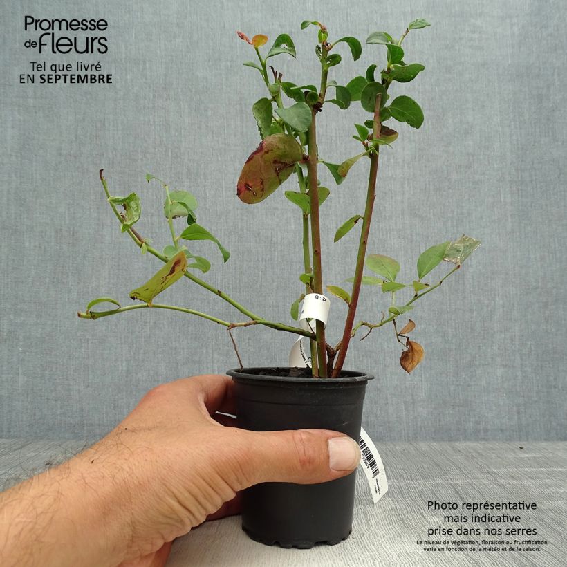 Ejemplar de Arándano Ivanhoe Maceta de 8/9 cm entregado en otoño